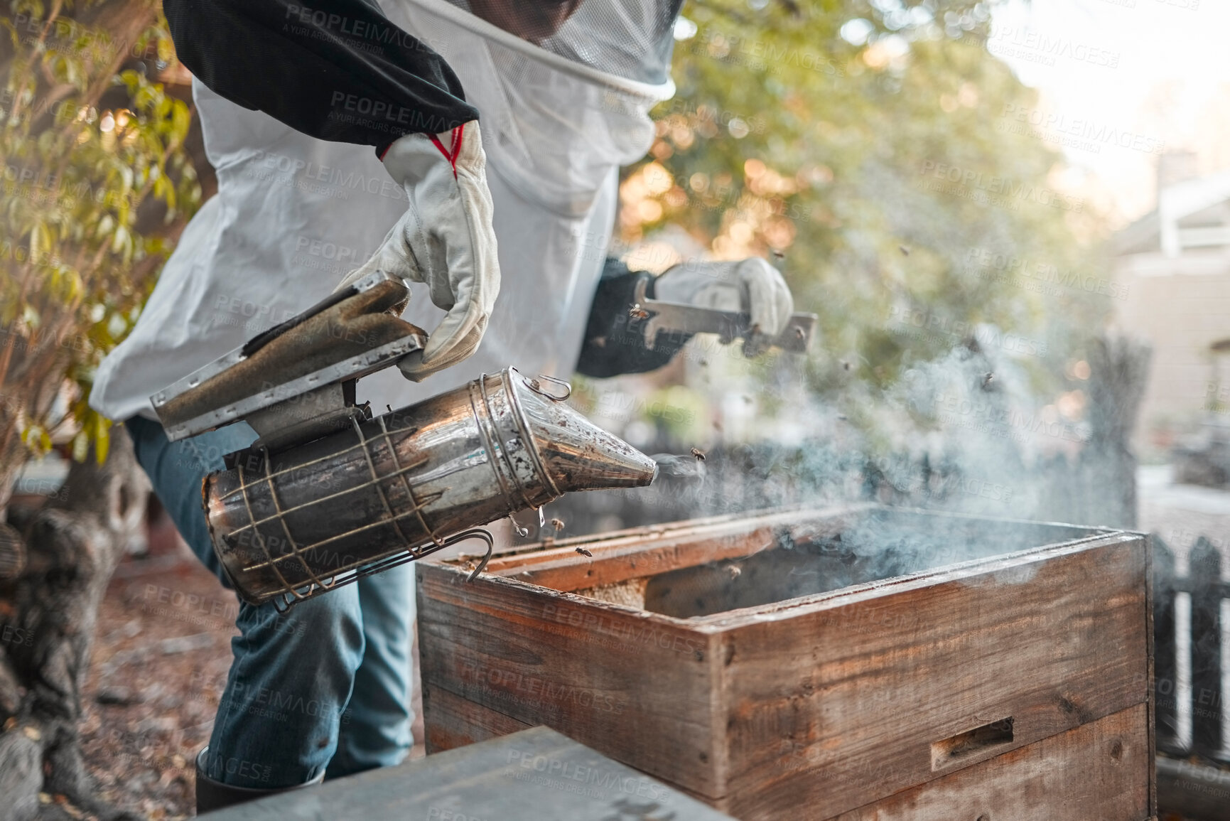 Buy stock photo Beekeeper, bee farm and farmer with smoker tool in apiary for bees. Safety, food and person or worker in suit smoking beehive to calm bugs to harvest organic, healthy and fresh honey from insects.