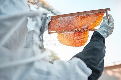 Buy stock photo Beekeeper, safety and honeycomb, bee farming and honey natural product for small business or hobby. Bee farm, organic and nature with protection suit and farmer working hive maintenance and harvest.