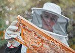 Bee farm, woman and honey product harvest with a farm or garden worker in a safety suit. Sustainability, ecology and agriculture work of a employee with bees in nature working on beekeeping field