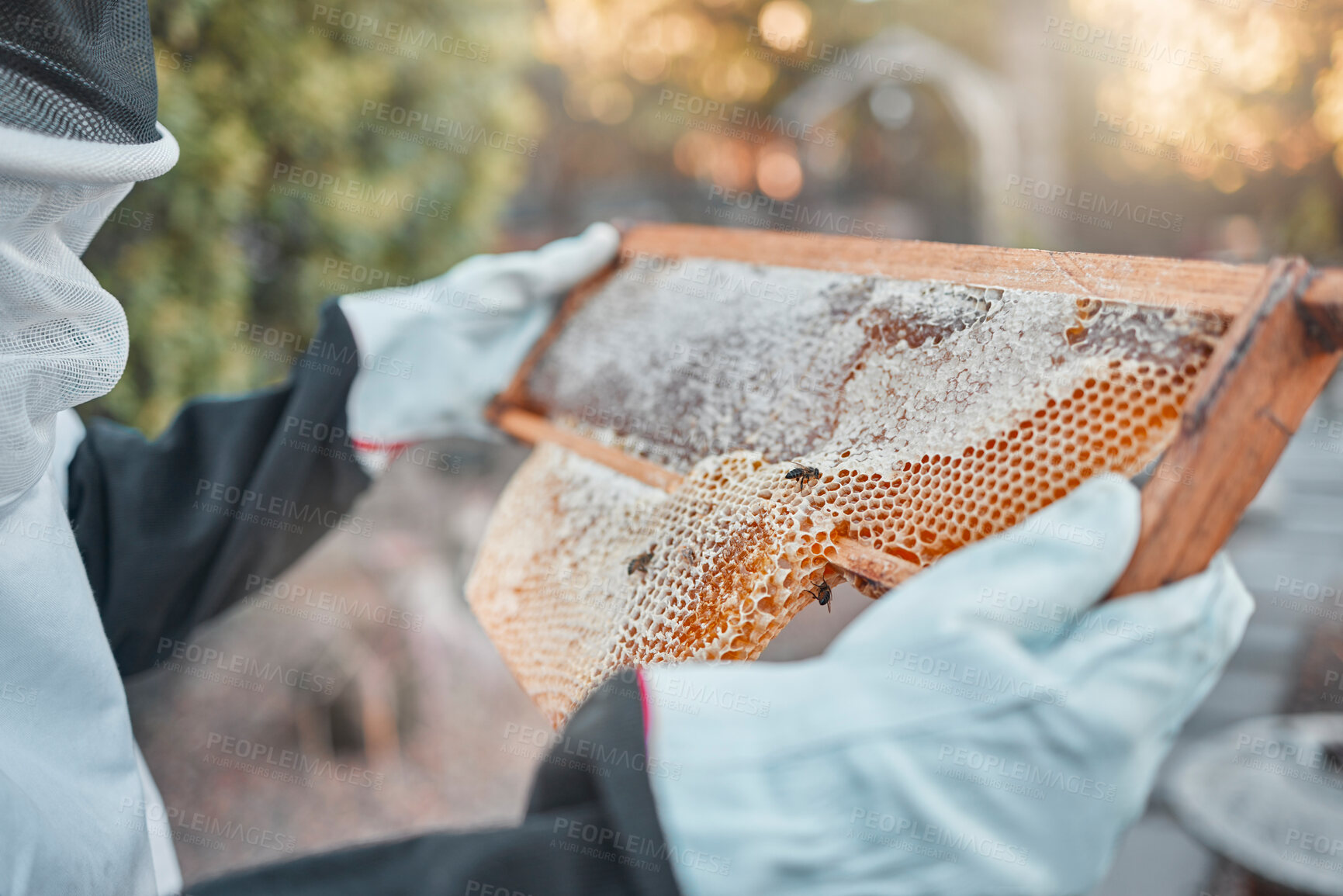 Buy stock photo Hands, honeycomb and farm with a woman beekeeper working outdoor in the production of honey. Agriculture, sustainability and industry with a female farmer at work to extract produce during harvest