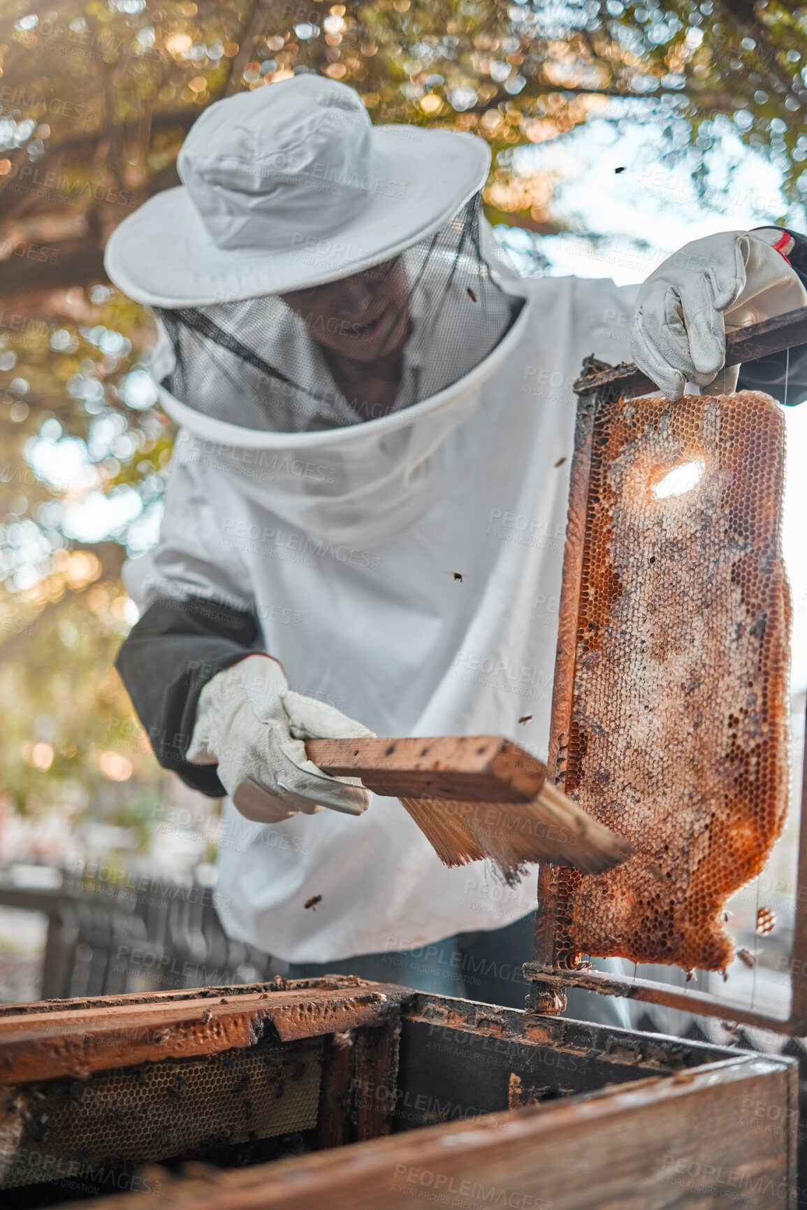 Buy stock photo Honey farm, beekeeping and agriculture with a woman farmer working as a beekeeper in the countryside. Frame, farming and production with a female beekeeper at work with bees for fresh produce