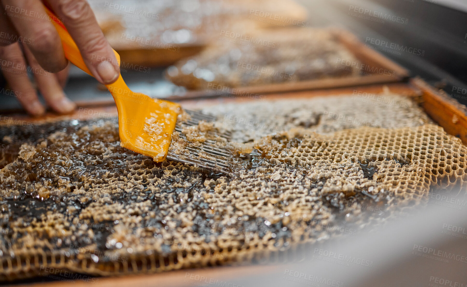 Buy stock photo Honey, frame and closeup of scrape tools for bee farming, agriculture or food in beekeeping production. Beekeeper, honeycomb and apiculture worker with uncapping fork, natural product or work at farm