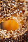 Nature, honeycomb and texture drip macro for nutrition, health and bee farming production. Natural, textures and zoom of raw, organic and golden honey process for a healthy lifestyle.


