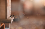 Bee farming, agriculture and bees in a natural environment for production of natural honey on a farm. Teamwork, sustainability and animals working together for the process of sweet food in nature