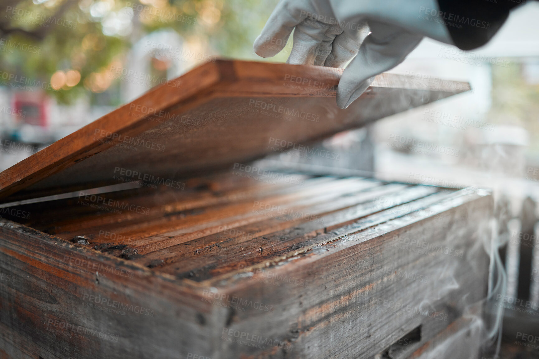 Buy stock photo Wood box, smoke and beekeeping, production process for honey and natural product with manufacturing outdoor. Beekeeper, hand and glove for safety, beeswax smoker and organic bee farming and equipment