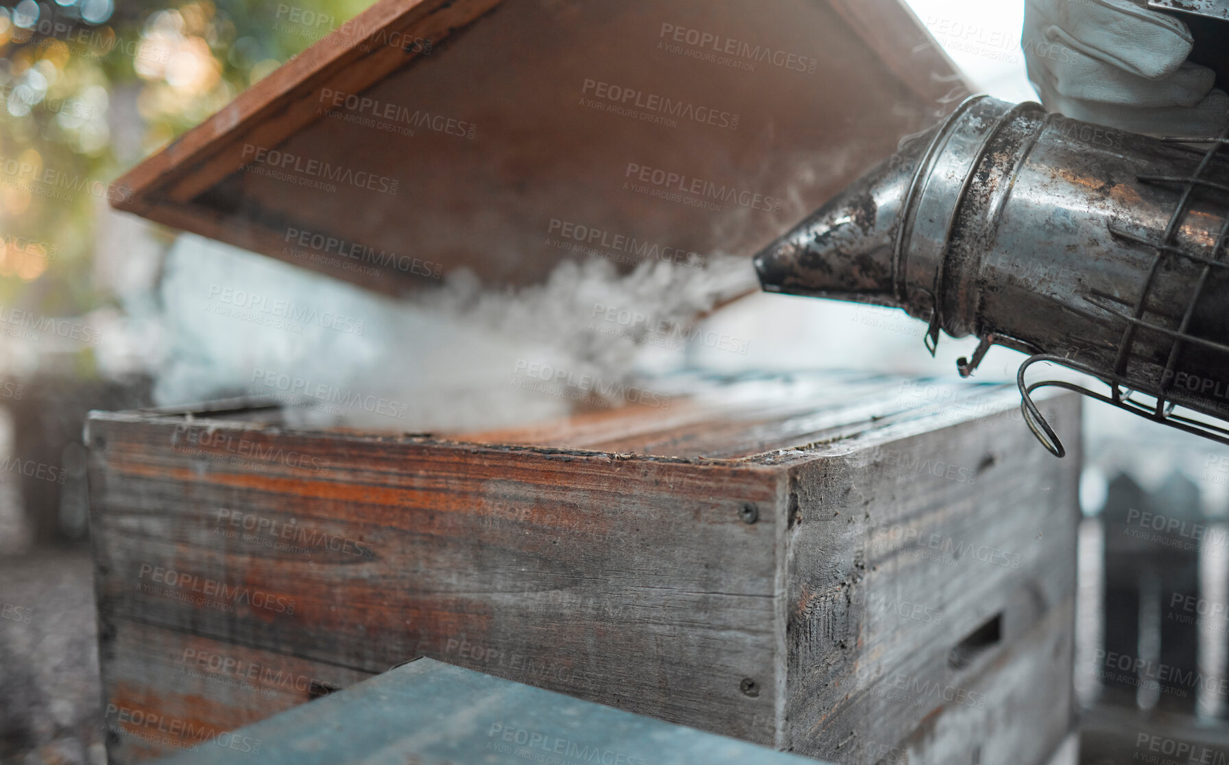 Buy stock photo Smoke, beekeeping and agriculture with a wood box and bee smoker for production of honey, honeycomb and beeswax on farm. Apiarist worker working to calm hive or insects for maintenance and inspection