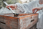 Hands, honey extraction and bee hive for organic food processing or sample in the outdoors. Hand of beekeeper working in agriculture production for natural healthy foods with bee box extract