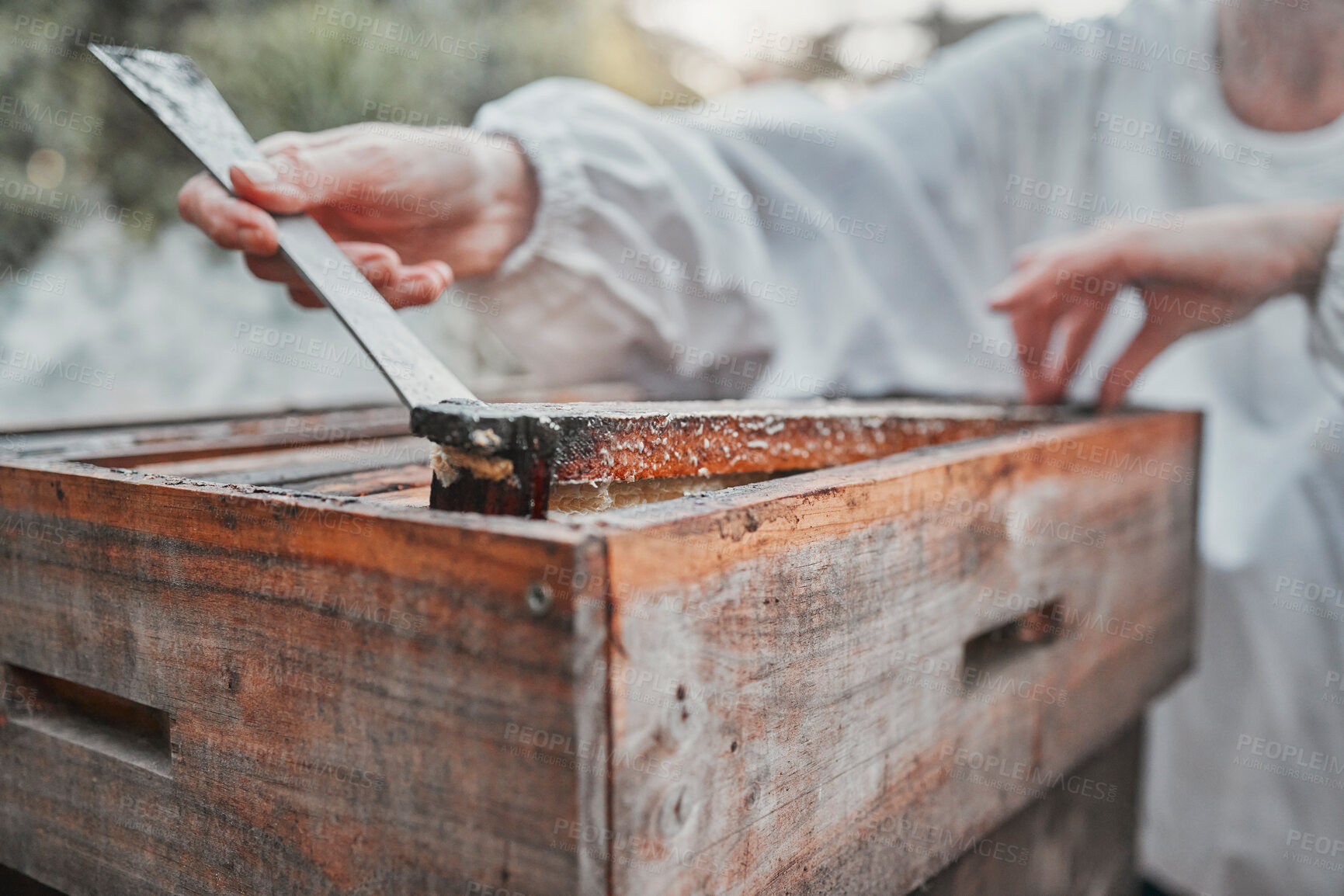 Buy stock photo Hands, honey extraction and bee hive for organic food processing or sample in the outdoors. Closeup of beekeeper working in agriculture production for natural healthy foods with bee box extract