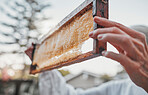 Hands, honeycomb and farm with a woman beekeeper working in the countryside on honey production. Food, frame and agriculture with a female farmer at work with honey for sustainability outdoor