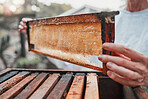 Honeycomb, beekeeping and bee farming, honey with natural product closeup with woman beekeeper for small business or hobby. Organic, raw and bee farm with harvest hive maintenance and farmer.