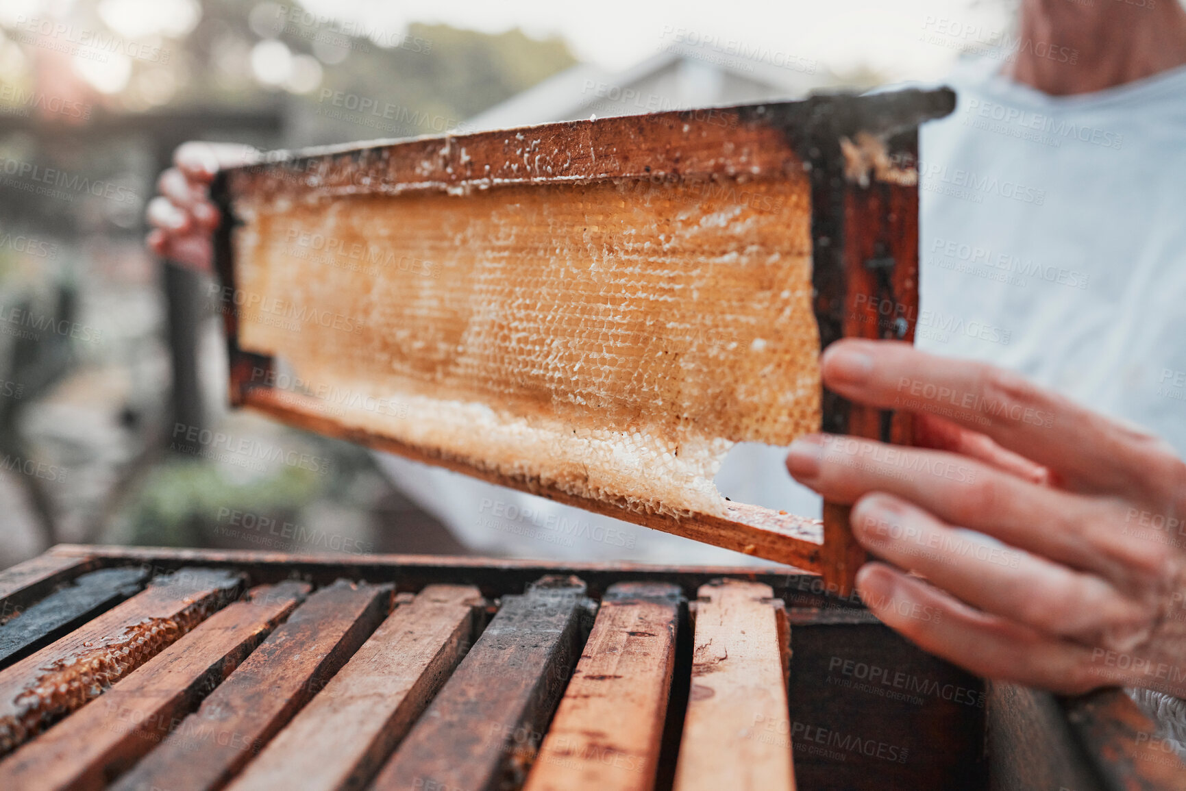 Buy stock photo Honeycomb, beekeeping and bee farming, honey with natural product closeup with woman beekeeper for small business or hobby. Organic, raw and bee farm with harvest hive maintenance and farmer.