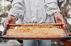 Hands, frame and honeycomb with a woman beekeeper working outdoor in the countryside for sustainability. Agriculture, farm and honey with a female farmer at work in the production of natural extract