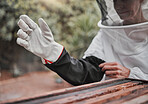 Gloves, beekeeper and woman on a bee farm working with bees to produce honey in a beekeeping suit in nature. Farmer, sustainable and lady manufacturing honeycomb with insects in wood on a field.