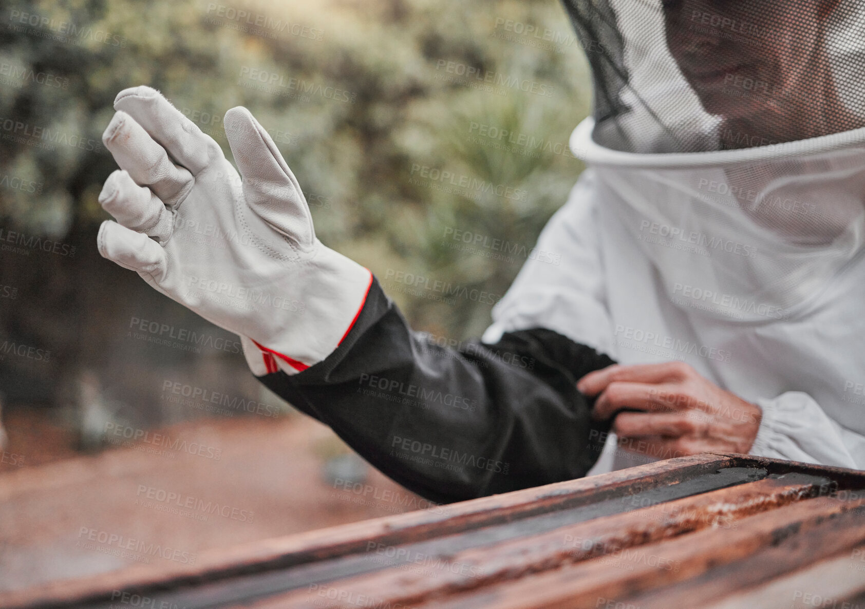 Buy stock photo Gloves, beekeeper and woman on a bee farm working with bees to produce honey in a beekeeping suit in nature. Farmer, sustainable and lady manufacturing honeycomb with insects in wood on a field.