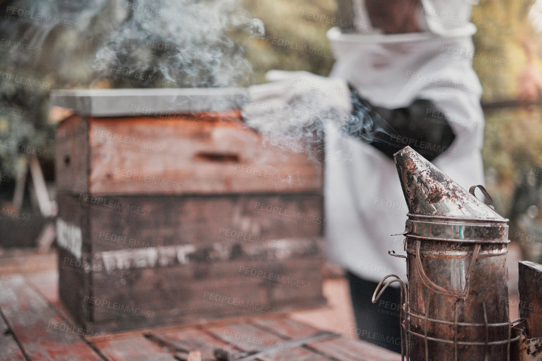 Buy stock photo Smoker, honey and beekeeping with a woman farmer working outdoor by a beehive in the countryside. Agriculture, sustainability and farm with a female beekeeper at work in the production industry