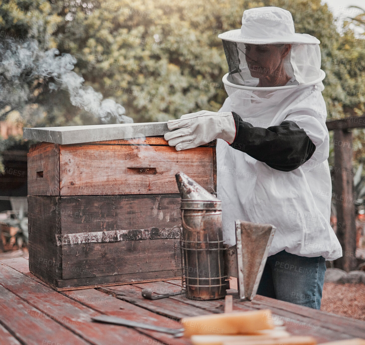 Buy stock photo Box, beekeeper and farm agriculture inspection of honey, honeycomb and wooden hives farming. Beekeeping farmer woman working in professional suit for outdoor protection for natural insects. 
