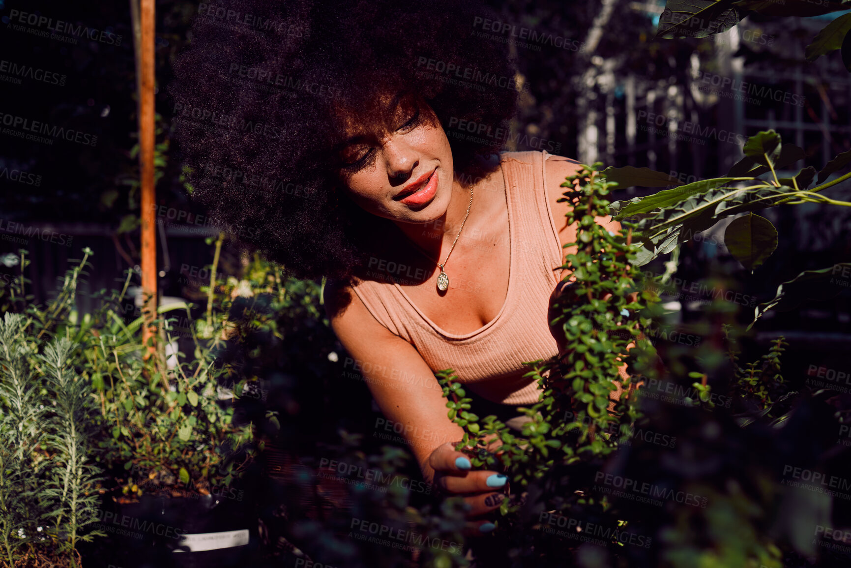 Buy stock photo Plant shop, greenhouse and black woman working in a retail nursery to monitor growth and development. Ecology, inspection and African girl doing maintenance on leaves and plants in a natural store.