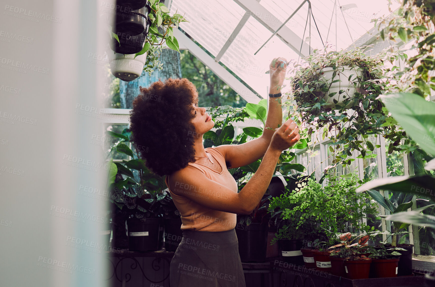 Buy stock photo Greenhouse, plants and black woman check quality control, growth care and progress for gardening, agriculture and startup. Small business owner, eco friendly and green garden worker with a pot plant