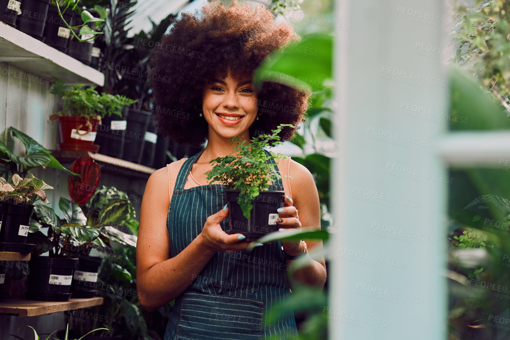 Buy stock photo Plants, startup and small business owner or black woman in garden or nursery shop with a smile for ecology, greenhouse or sale. Female with green plant for gardening, retail store and environment