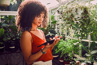 Buy stock photo Greenhouse, plants and tablet of black woman for digital application, website management and stock inventory for agriculture industry. Seller, small business owner and online website for growth tips