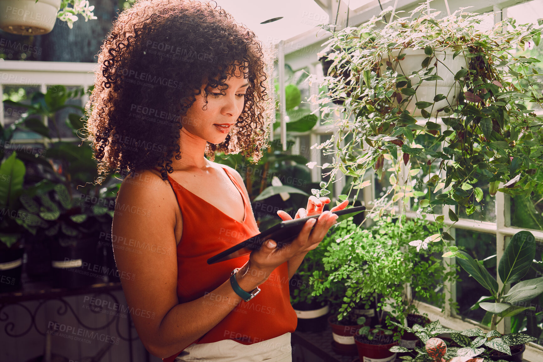 Buy stock photo Greenhouse, plants and tablet of black woman for digital application, website management and stock inventory for agriculture industry. Seller, small business owner and online website for growth tips