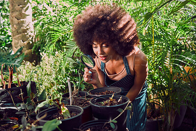 Buy stock photo Plant shop, black woman and magnifying glass for greenhouse quality control, ecology and inspection for growth and development in garden or nursery shop. Female with magnifier for eco plants business