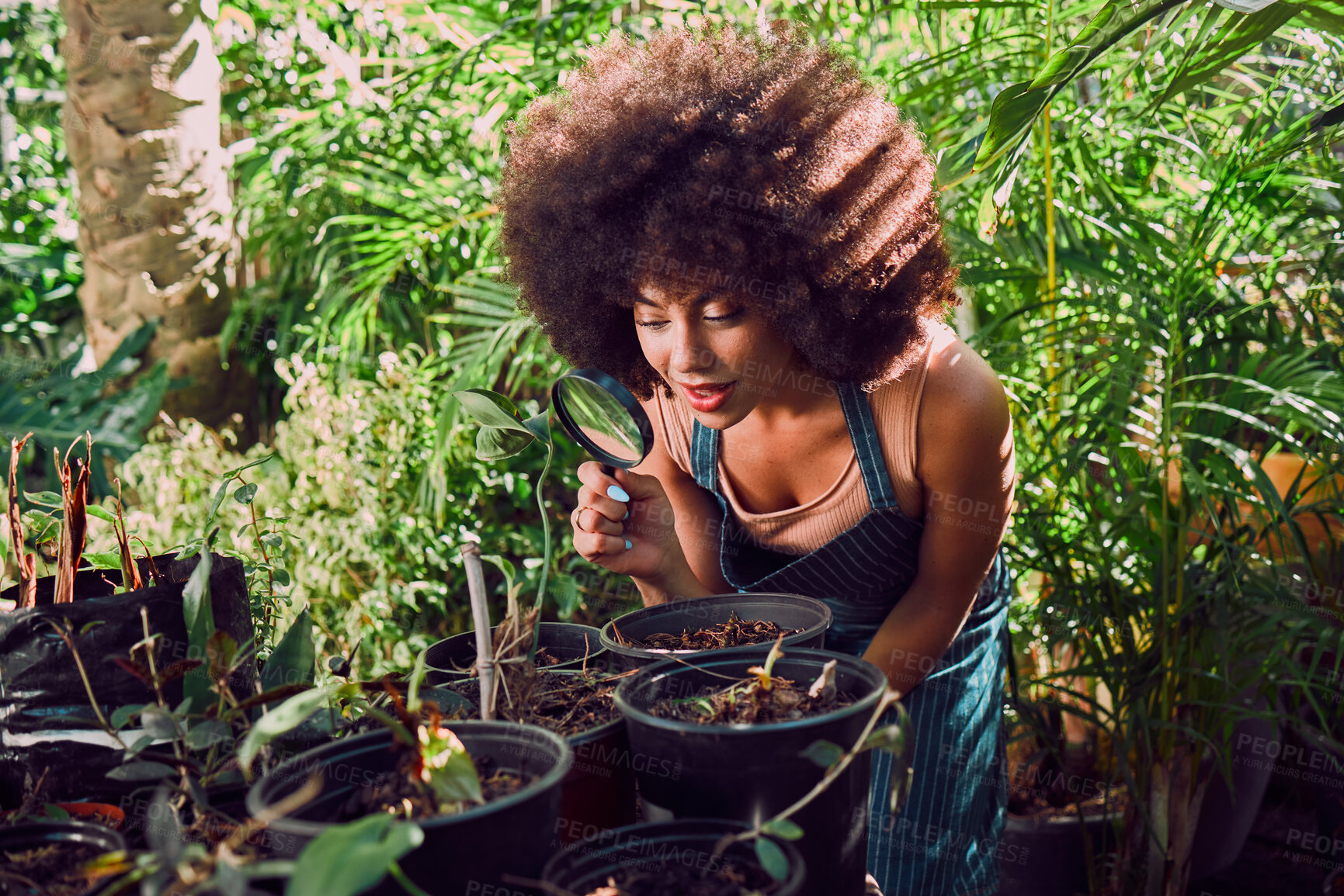 Buy stock photo Plant shop, black woman and magnifying glass for greenhouse quality control, ecology and inspection for growth and development in garden or nursery shop. Female with magnifier for eco plants business