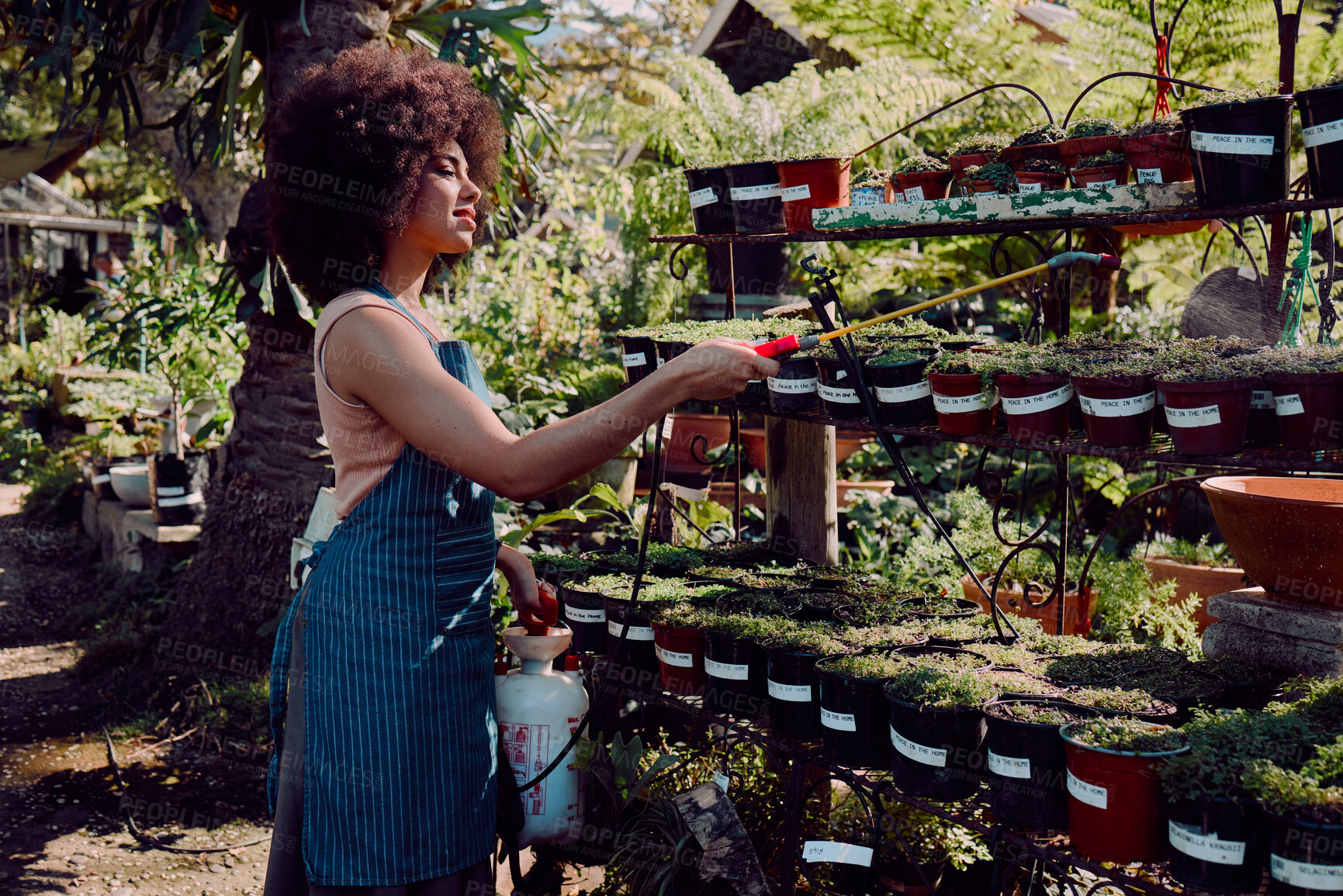 Buy stock photo Black woman, garden and spray pesticide for plants, vegetation and against bugs outdoor. Ecofriendly, African American girl and female gardener use liquid to remove harmful species and protect growth