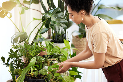 Buy stock photo Black woman, water and indoor plants in home, care and eco friendly gardening, growth and sustainability. Young lady watering spring flowers, green leaves or house pots in apartment, house and nature