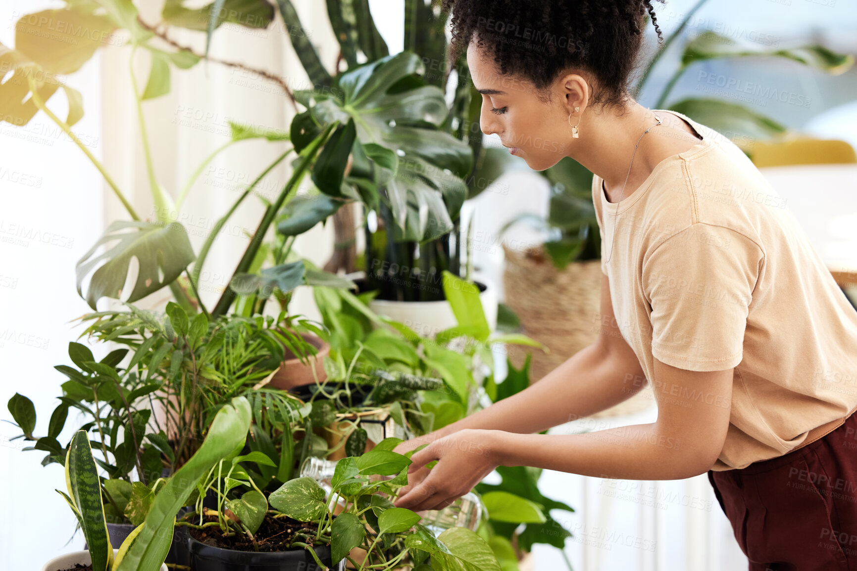 Buy stock photo Black woman, water and indoor plants in home, care and eco friendly gardening, growth and sustainability. Young lady watering spring flowers, green leaves or house pots in apartment, house and nature