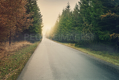 Buy stock photo Road, forest and trees in nature sunset of path for travel and scenic view for vacation or holiday in the outdoors. Clean empty street of a beautiful natural environment for countryside traveling