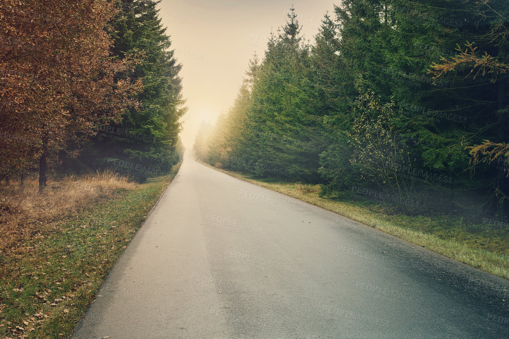 Buy stock photo Road, forest and trees in nature sunset of path for travel and scenic view for vacation or holiday in the outdoors. Clean empty street of a beautiful natural environment for countryside traveling