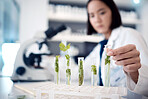 Woman, hands and plant scientist with test tube in medical research, gmo engineering or climate change research. Zoom, laboratory worker or biologist with science leaf in agriculture study for growth