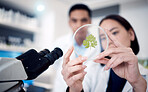 Scientist team, hands and plants in petri dish of research, medicine or growth analytics in laboratory. Science workers studying nature, environment and green ecology of test, analysis and innovation