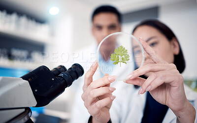 Buy stock photo Scientist team, hands and plants in petri dish of research, medicine or growth analytics in laboratory. Science workers studying nature, environment and green ecology of test, analysis and innovation