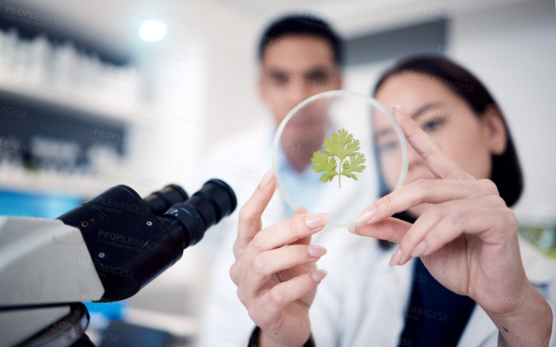 Buy stock photo Scientist team, hands and plants in petri dish of research, medicine or growth analytics in laboratory. Science workers studying nature, environment and green ecology of test, analysis and innovation
