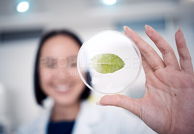 Buy stock photo Woman, hand and petri dish with a plant for botany with a biologist studying climate change in the lab. Biology, environmental studies and female scientist in the laboratory with plants for ecology