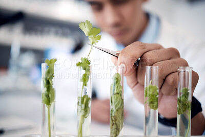 Buy stock photo Ecology research, science and hand of scientist in a lab studying plants, agriculture analytics and growth of leaf. Green energy, plant innovation and worker with chemistry test on natural herbs