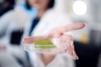 Buy stock photo Science, research and leaf sample in petri dish, scientist hand zoom with experiment or study for scientific innovation. Biology, chemistry and botany with doctor in lab, nature and test analysis.