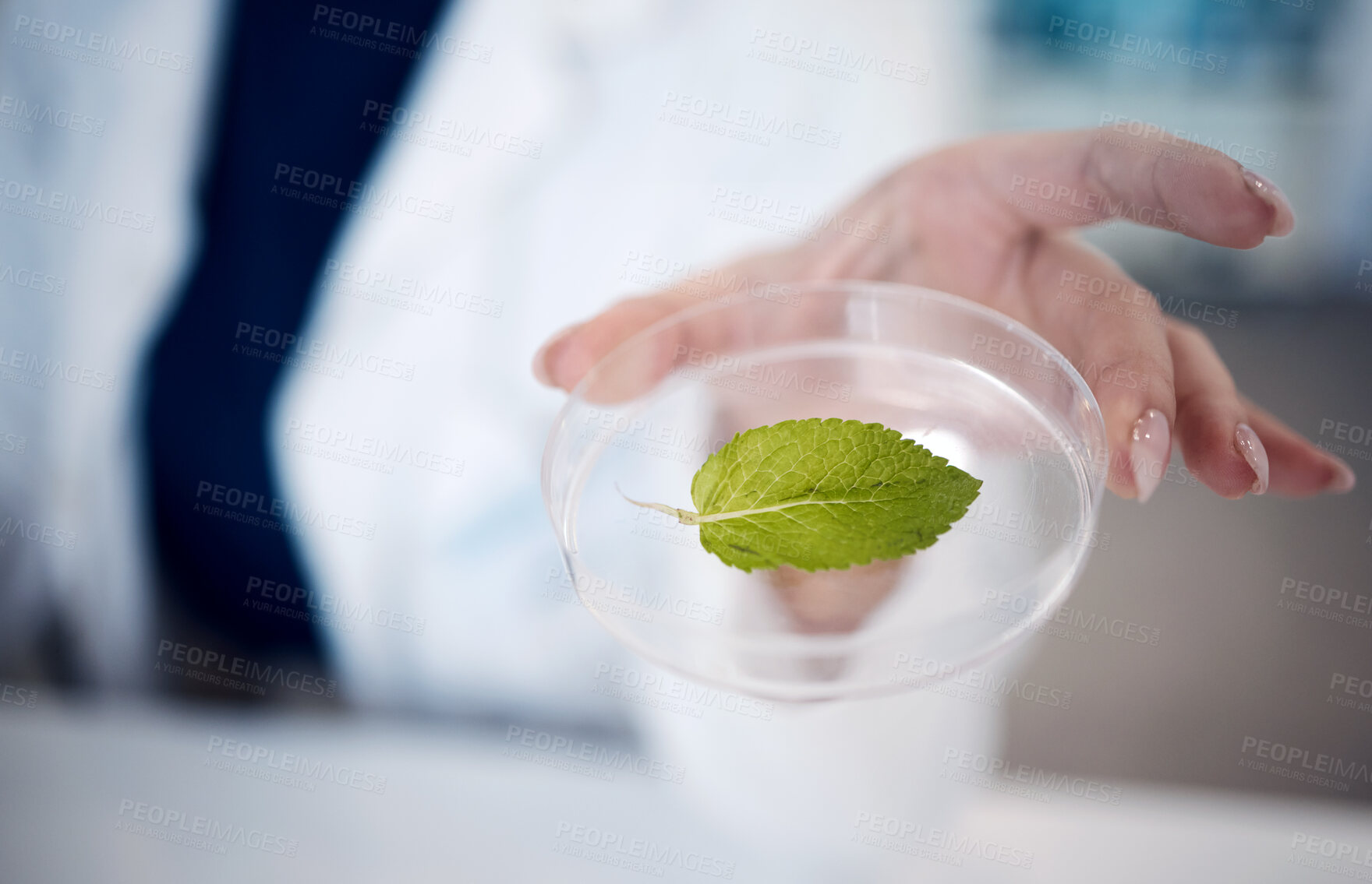 Buy stock photo Scientist hand, leaf and petri dish at laboratory in agriculture, plant study or data analysis. Science expert woman, lab or plants in ecology, chemistry or pharma research for medical cure in Tokyo