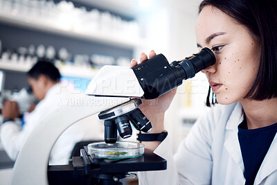 Buy stock photo Woman, leaf and scientist with microscope for research, plant testing or analysis. Food science, biotechnology and female doctor or botanist with medical petri dish for gmo experiment in laboratory.