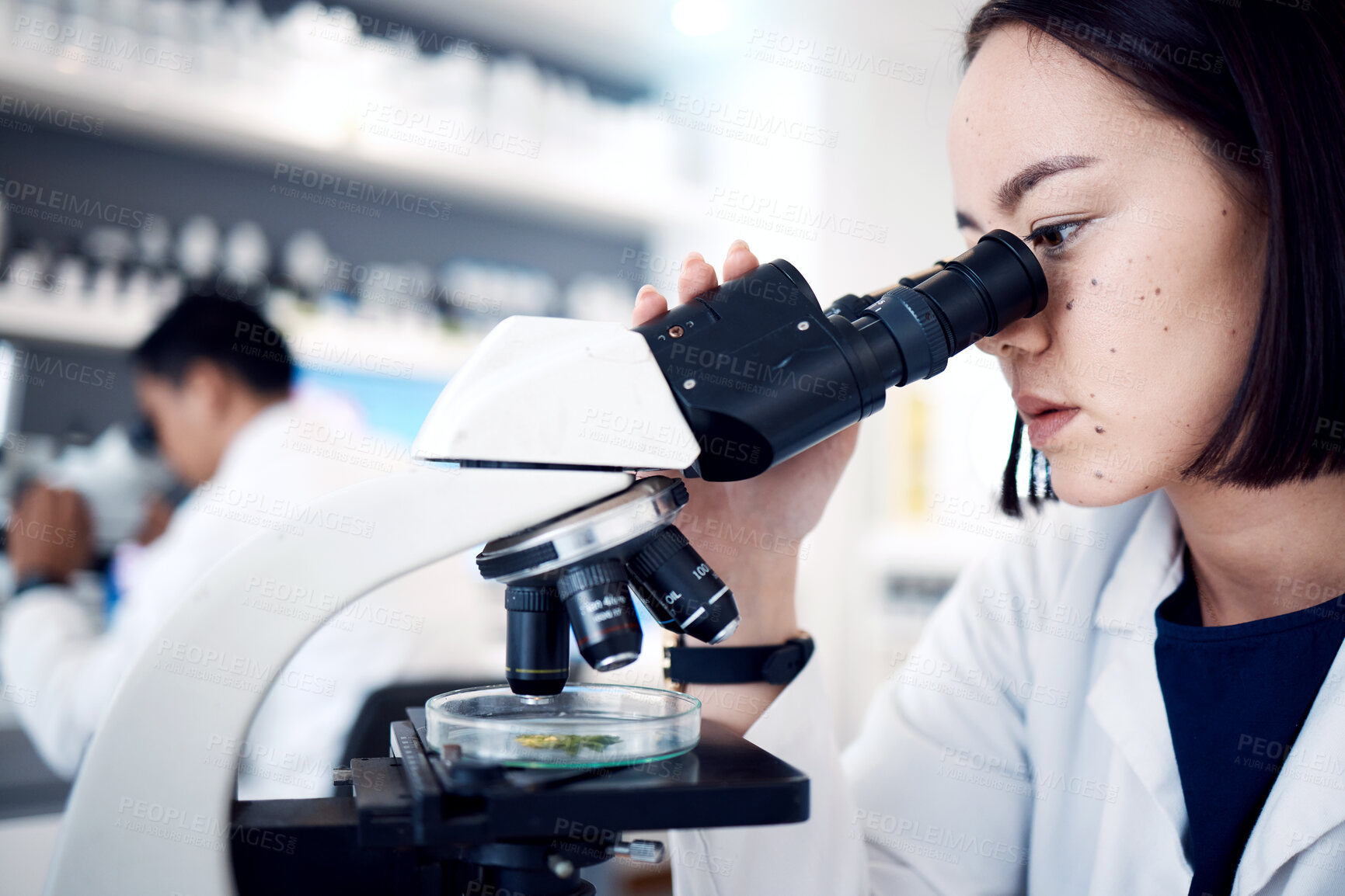 Buy stock photo Woman, leaf and scientist with microscope for research, plant testing or analysis. Food science, biotechnology and female doctor or botanist with medical petri dish for gmo experiment in laboratory.