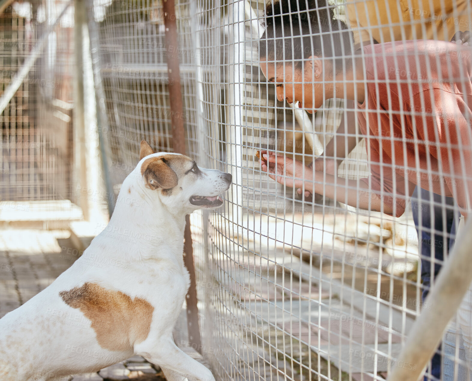 Buy stock photo Adoption, animal care and black woman with dog looking through fence, gate and cage at dog shelter. Pets, love and female excited to choose, foster and support family pet at animal shelter or kennel