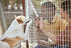 Fence, dog or couple with empathy at an adoption shelter or homeless center for dogs helping rescue animals. Love, hope or happy black people bonding with hands and paws with an excited puppy or pet