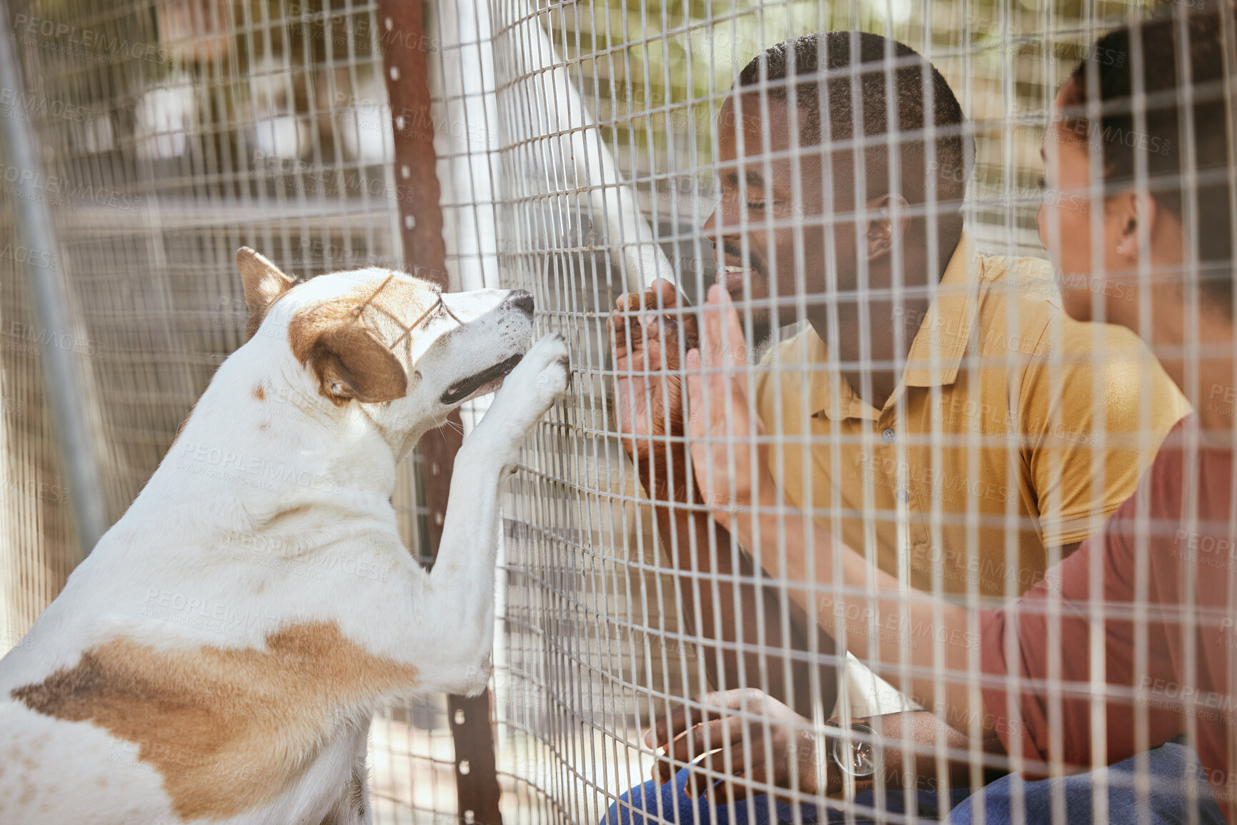 Buy stock photo Fence, dog or couple with empathy at an adoption shelter or homeless center for dogs helping rescue animals. Love, hope or happy black people bonding with hands and paws with an excited puppy or pet