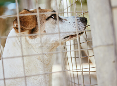 Buy stock photo Rescue dog, cage and adoption at a shelter, abandoned pet and homeless at a place of safety. Sad, lost and puppy in an animal kennel waiting for a home, lonely and unhappy at the pound for pets