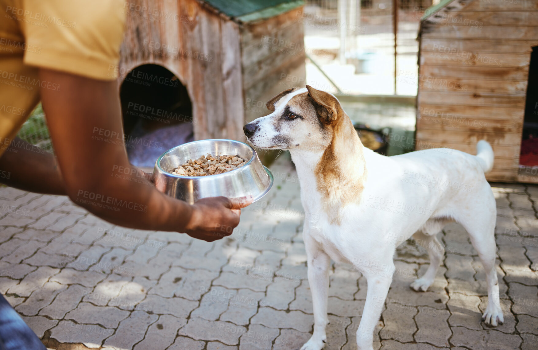 Buy stock photo Dog, food and animal shelter with a volunteer working in a rescue center while feeding a canine for adoption. Pet, charity and care with a homeless puppy eating from a bowl in the hands of a man