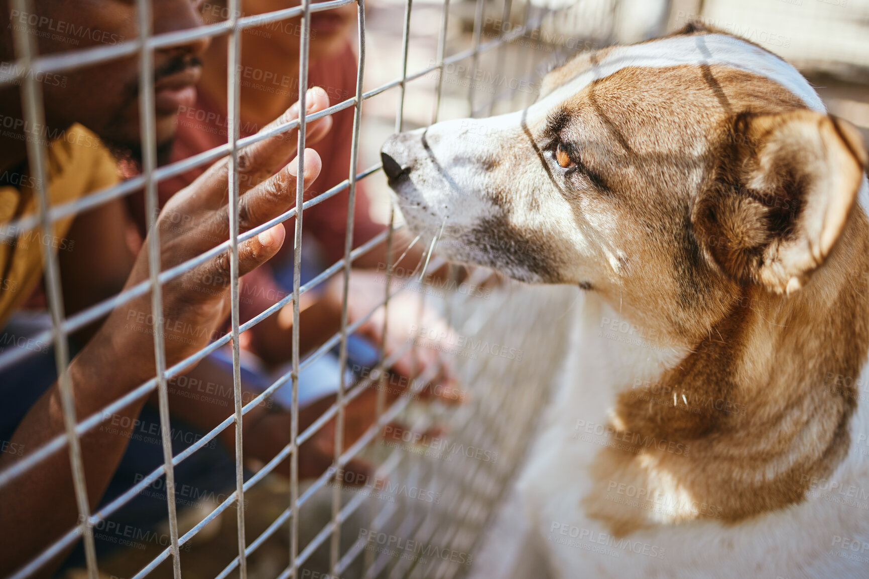 Buy stock photo Hands, fence and dog in shelter for adoption, black man looking at homeless puppy at charity. Pet care, love and compassion, volunteer at animal shelter with abandoned dogs in veterinary clinic cage.