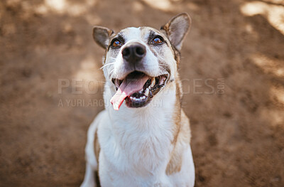 Buy stock photo Face, dog and animal outdoor at vet with tongue out ready for adoption mock up. Animal shelter, foster and portrait of healthy, cute and happy pet sitting outside on ground looking for a future home.