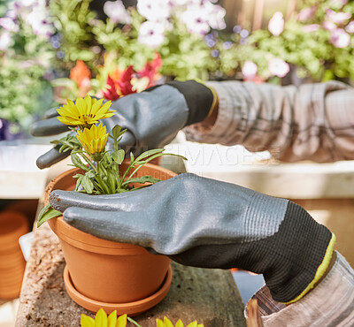 Buy stock photo Greenhouse, nursery and hands with plant at garden shop, sustainable business progress and growth for agro startup. Nature, flowers and pot plants for sale at florist or eco friendly small business.